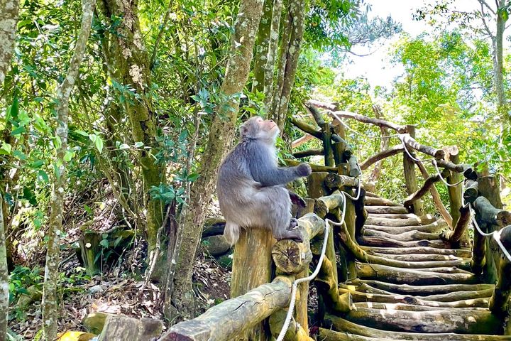 ▲5-1號步道巧遇獼猴。　圖：臺中市政府觀光旅遊局／提供