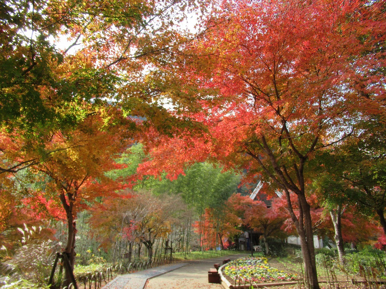 ▲秋季可欣賞美麗紅葉。　圖：©夕焼け小焼けふれあいの里／提供