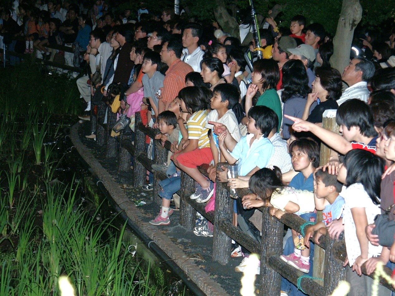 ▲福生螢火蟲祭活動豐富，不論是親子同遊、情侶約會或是一人獨旅，都能留下難忘回憶。　圖：©福生市生活環境部／提供