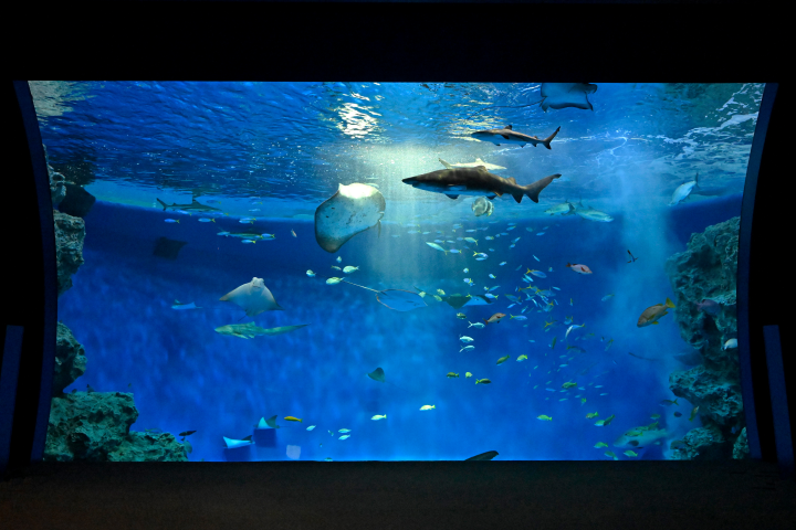 「AQUA LIVE」共展示超過500種海洋生物。　圖：向日遊顧問有限公司／提供