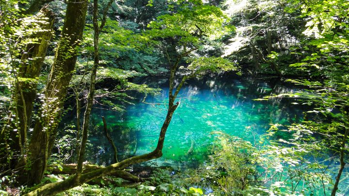 ▲青池的寧靜，有助旅人沉澱心靈。　圖：太平洋旅行社／提供