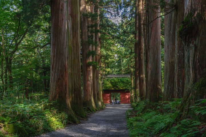▲戶隱古道杉並木，有令人舒心的幽靜氣息。　圖：太平洋旅行社／提供