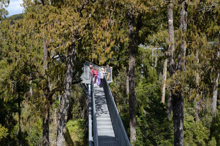 ▲離地20～25公尺高的西海岸樹冠探索步道，是坊間少有安排的景點。　圖：shutterstock／來源
