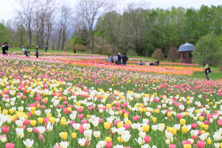 國營瀧野鈴蘭丘陵公園的彩之丘，鬱金香燦爛綻放滿開中！　圖：一般財團法人公園財團 Parks Japan.F／來源