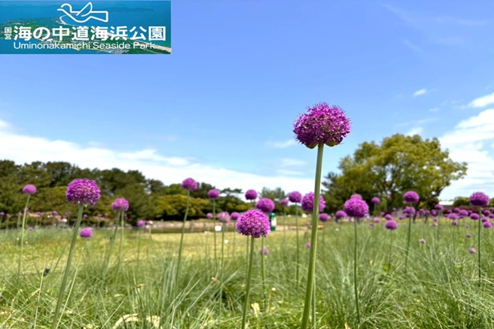 像小紫球一樣的繡球蔥花，現在滿開正美！　圖：一般財團法人公園財團 Parks Japan.F／提供