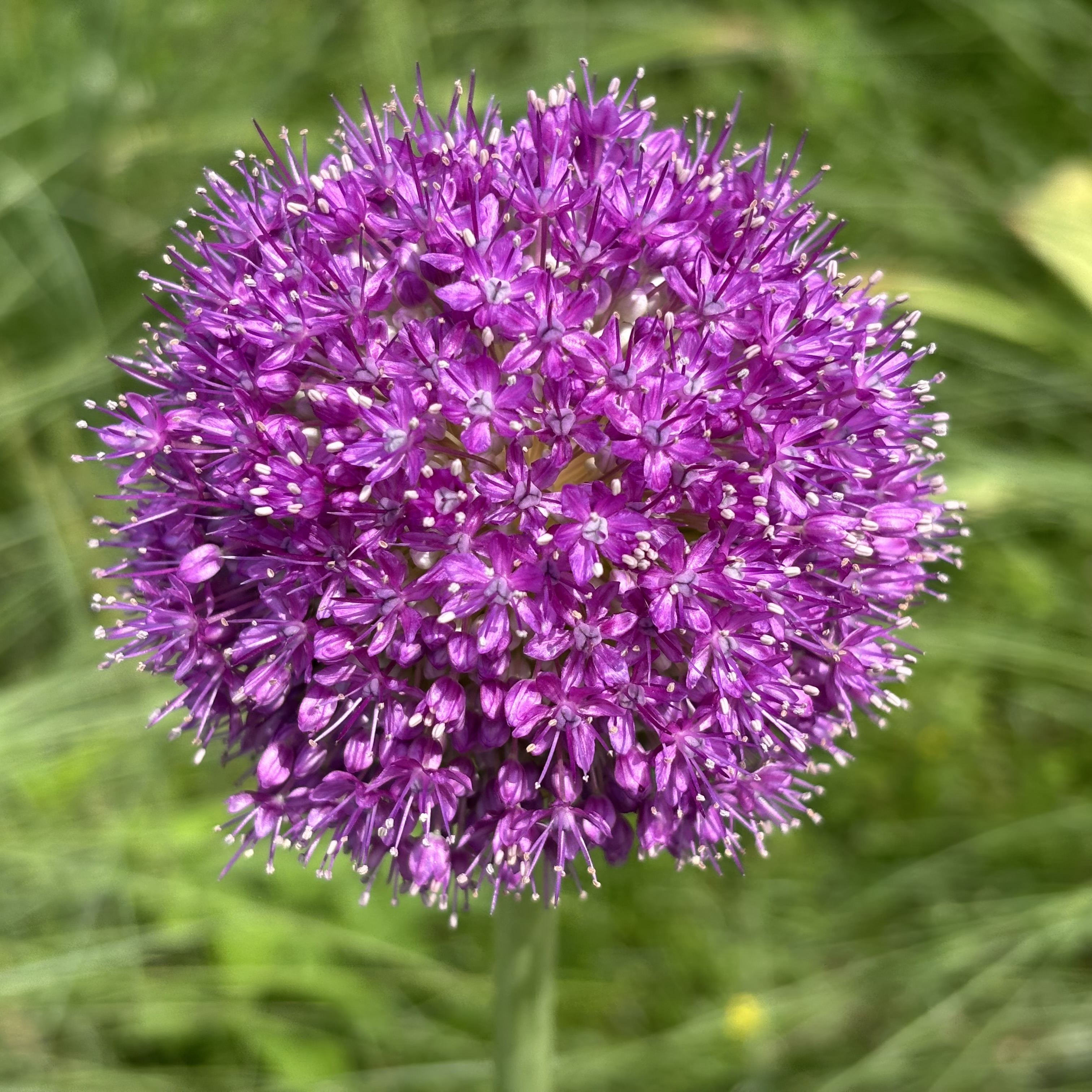 ▲繡球蔥花（Allium giganteum）近看是由一朵朵星形小花組成，精緻又可愛。　圖：一般財團法人公園財團 Parks Japan.F／提供