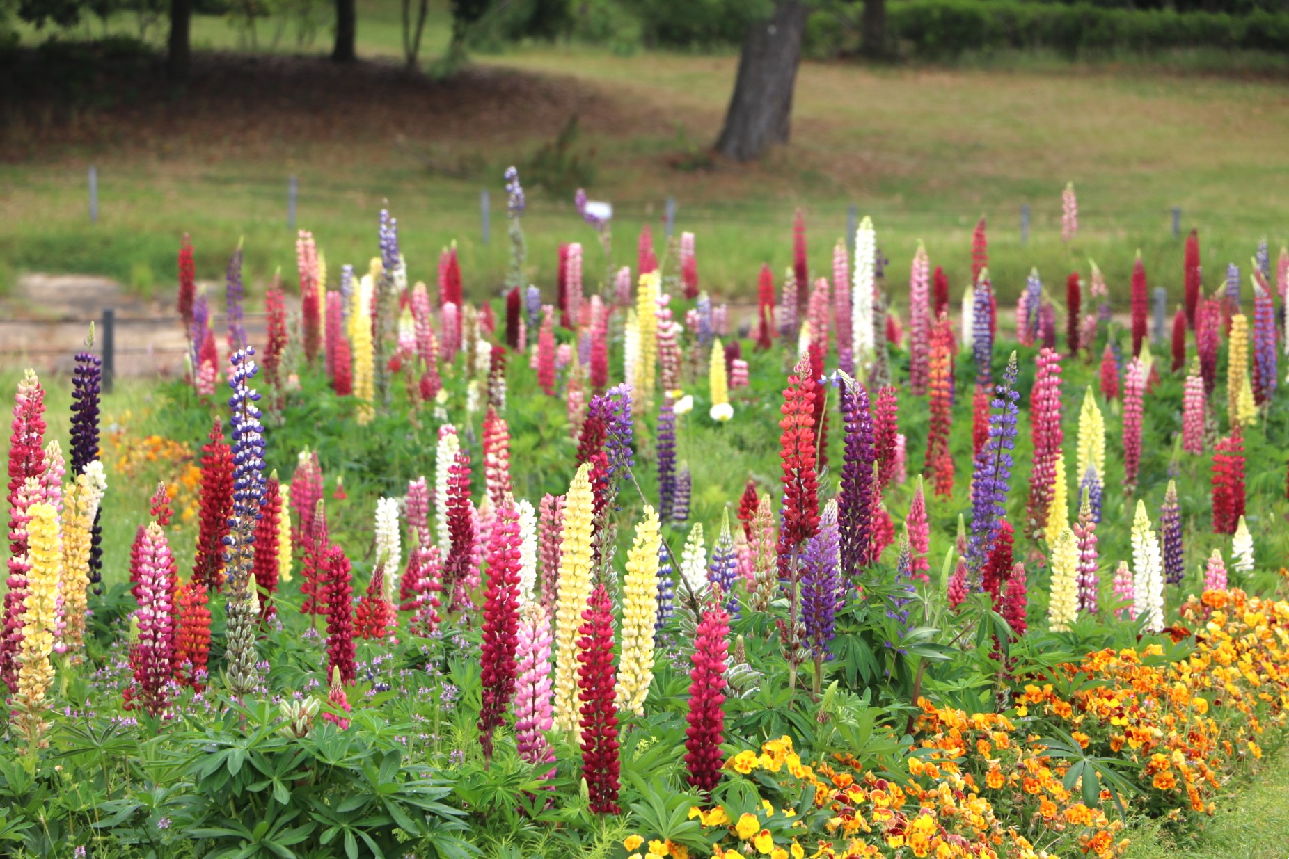 ▲魯冰花也正值賞花最佳時節。　圖：一般財團法人公園財團 Parks Japan.F／提供