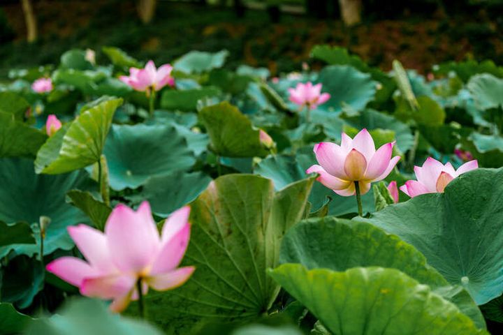 ▲蓮花公園。　圖：台南市政府觀光旅遊局／提供