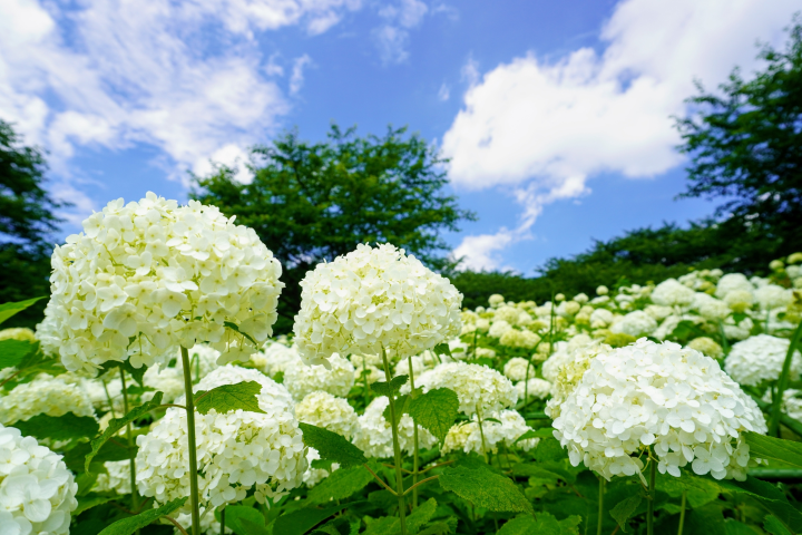 幸手權現堂於6月迎來繡球花最美時節，是拍照散步的人氣景點。　圖：向日遊顧問有限公司／提供