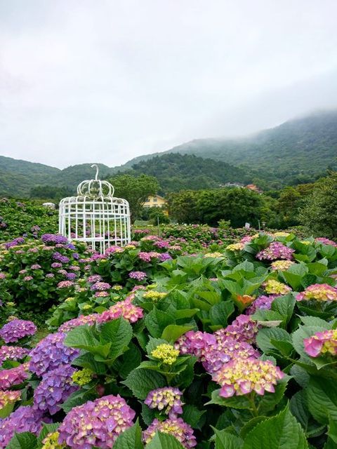 ▲繡球花海美景。　圖：台北市政府產業發展局／提供