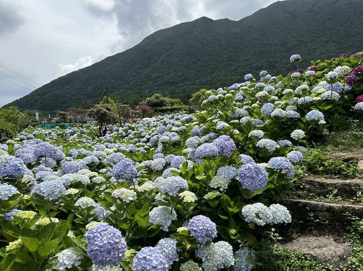 ▲即日起至06/22是觀賞繡球花的好時節。　圖：台北市政府產業發展局／提供