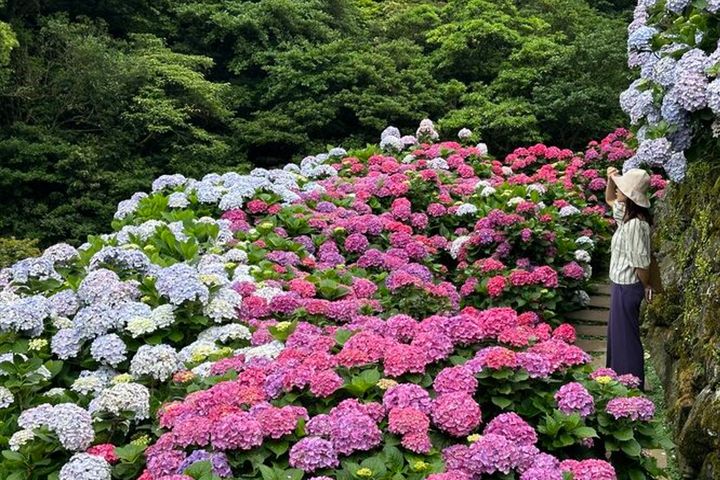 竹子湖繡球花季登場。　圖：台北市政府產業發展局／提供 