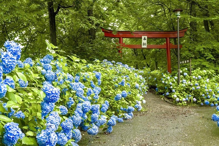 土合館公園又被稱為繡球花公園，是追花攝影愛好者的景拍首選。　圖：福島縣觀光復興委員會／提供  