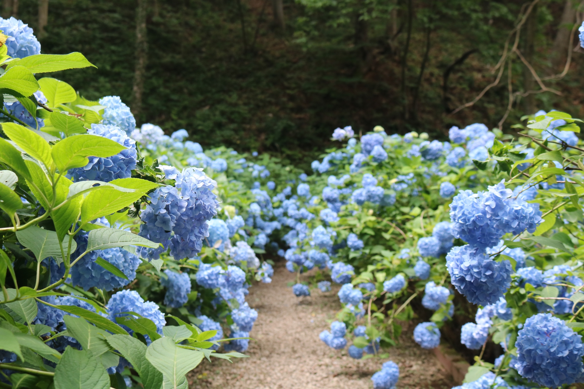 ▲土合館公園內栽植了5千株繡球花。　圖：Photo AC／來源
