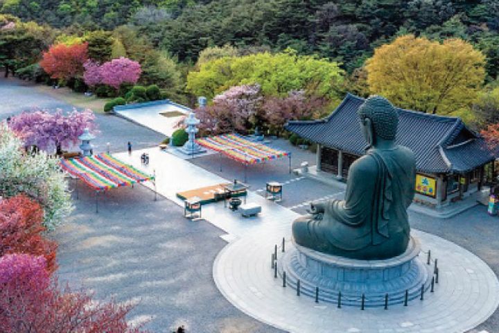▲位於忠清南道的天安市覺願寺，為當地相當知名的賞櫻景點。　圖：忠清南道／提供