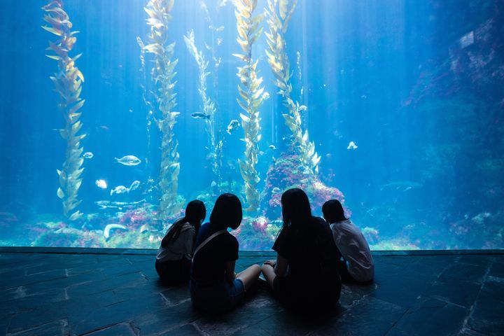 06/07-06/08限時報名優惠，有機會享「夜宿四人同行一人免費」優惠。　圖：國立海洋生物博物館／提供 