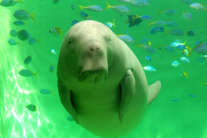 ▲日本三重縣鳥羽水族館的儒艮（美人魚）。　圖：shutterstock／來源