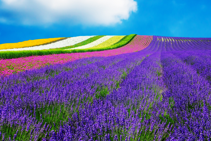 富田農場的薰衣草花田。　圖：shutterstock／來源