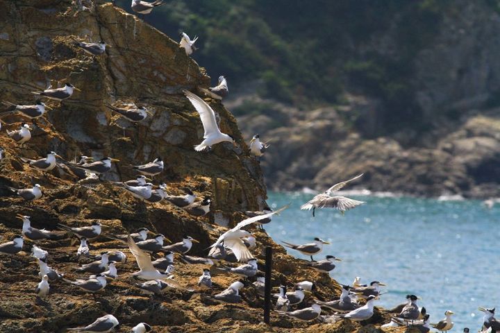海上看莒光生態賞鷗。　圖：馬祖國家風景區管理處／提供 