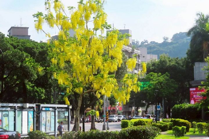 ▲人行道上一串串色彩飽和的金黃色阿勃勒花朵。　圖：台北市政府工務局／提供