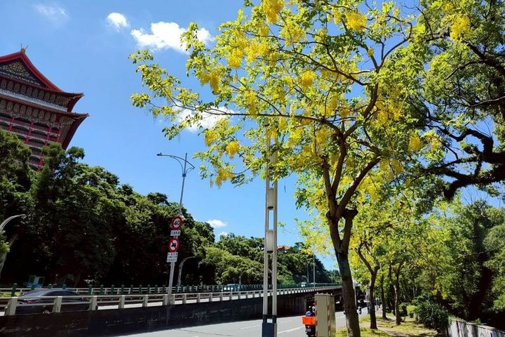 搭配晴朗藍天背景，信手拈來拍照都是美。　圖：台北市政府工務局／提供 