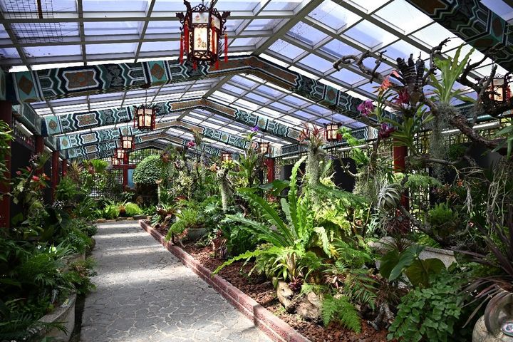 ▲漫步於綠意盎然的熱帶植物園林中。　圖：臺北市政府工務局公園路燈工程管理處／提供