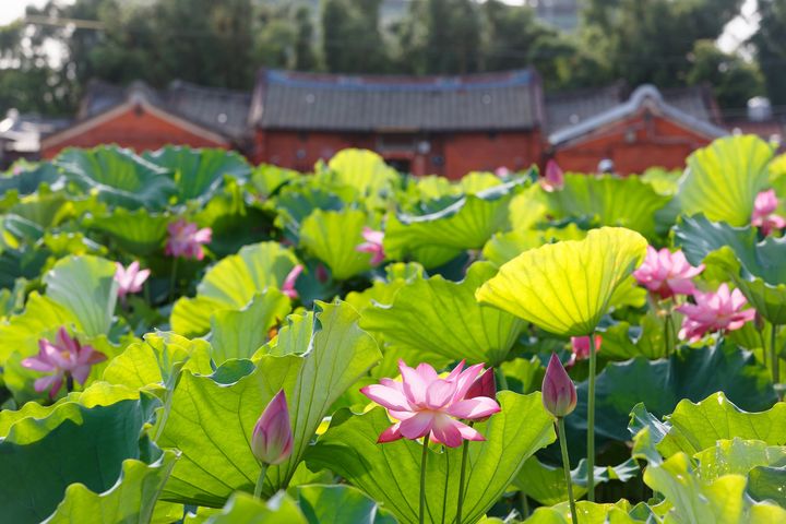 桃園市迎來2025蓮花季。　圖：shutterstock／來源