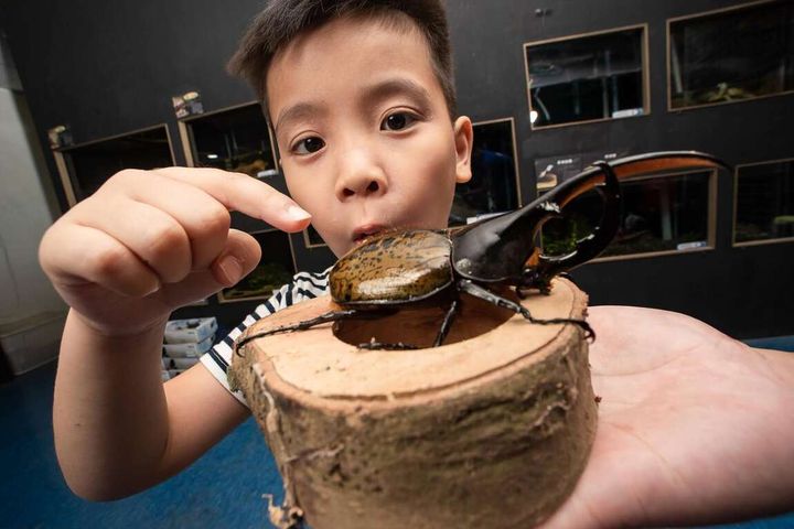 ▲壽山動物園與台灣昆蟲館合作推出昆蟲展。　圖：台灣昆蟲館提供／提供