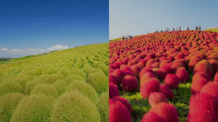 ▲初秋限定掃帚草。　圖：太平洋旅行社／提供