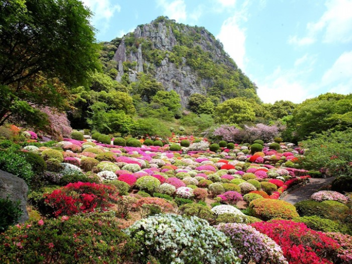 ▲御船山樂園，春季20萬株的繡球花盛開，形成美麗的花毯。　圖：向日遊／提供