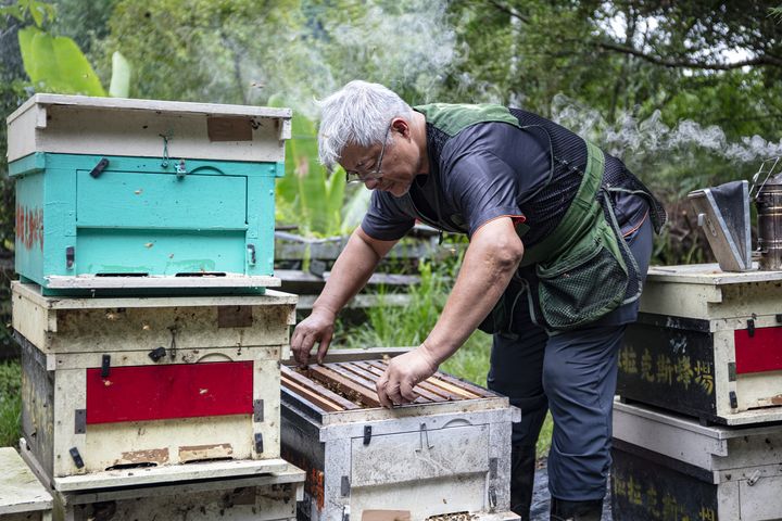 ▲林下養蜂每日例行巡蜂箱，確認蜜蜂生長情形。　圖：林業及自然保育署 ／提供
