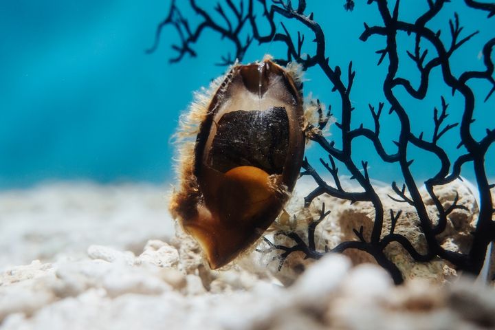 ▲條紋狗鯊卵鞘。　圖：國立海洋生物博物館／提供