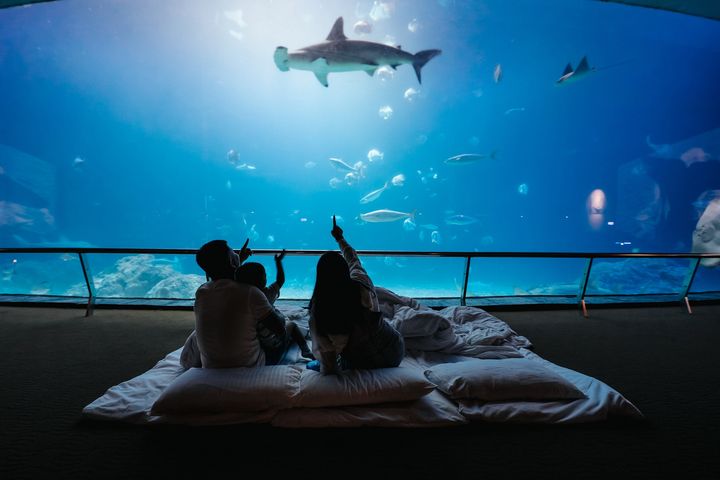 夜宿海生館。　圖：國立海洋生物博物館／提供