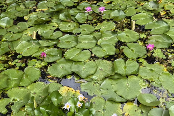 ▲睡蓮葉片漂浮在水面。　圖：臺北市政府工務局／提供