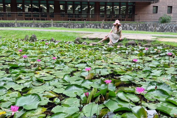 北投公園睡蓮池花開美景。　圖：臺北市政府工務局／提供 