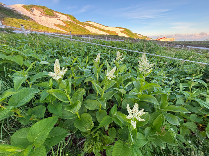 ▲高山植物花卉在夏季綻放。　圖：向日遊／提供