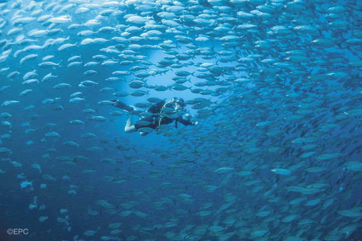 宿霧南方墨寶（Moalboal），海面下沙丁魚風暴體驗。　圖：菲律賓觀光部／提供 