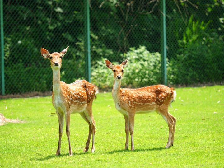 ▲逐鹿傳說梅花鹿園。　圖：嘉義縣文觀光局／提供