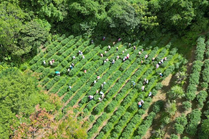▲文山農場是1938年日治時期設立的茶業指導所改制而成，過去著重於茶品種改良、茶園栽培管理提升、製茶技術精進和品茶教育推廣4大面向。　圖：新北市農會／提供