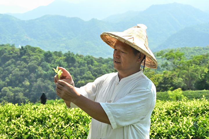 「匠心茶－揉茶手作體驗」與南投昱香園有機茶園合作，由園主賴昱維親自教學揉捻茶菁。　圖：中台世界博物館／提供