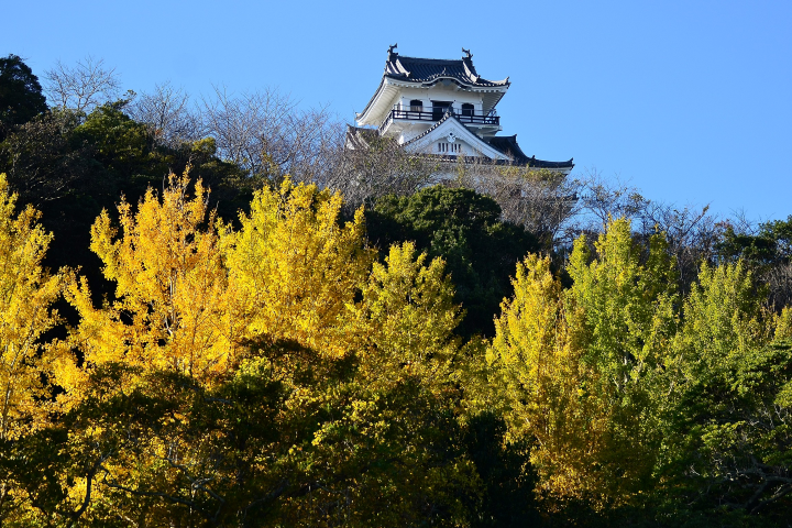 ▲秋季的館山城周邊銀杏盛開。　圖：向日遊／提供