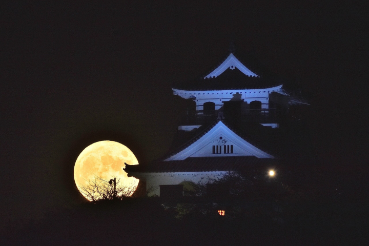 館山市立博物館－館山城。　圖：向日遊／提供