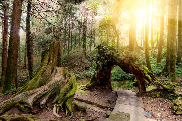▲阿里山國家森林遊樂區美景如詩如畫。　圖：shutterstock／來源