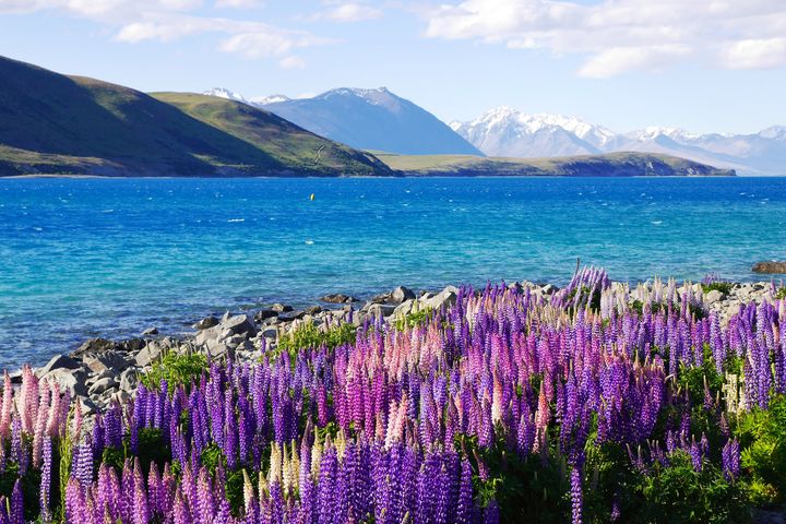 ▲紐西蘭蒂卡波湖與魯冰花美景紛呈。　圖：shutterstock／來源