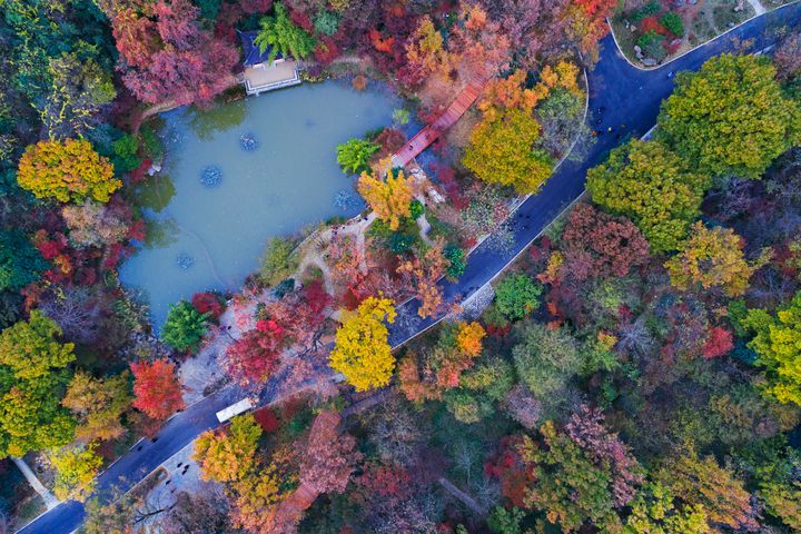 ▲南京棲霞山楓色濃烈層次豐富，宛如一座天然畫廊。　圖：shutterstock／來源