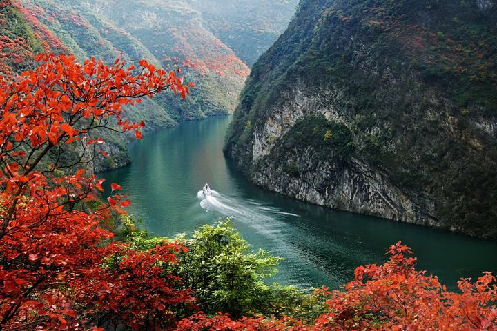 ▲巴霧峽紅葉沿著峽谷鋪展（曾寄俠 攝）。　圖：海峽兩岸旅遊交流協會／提供