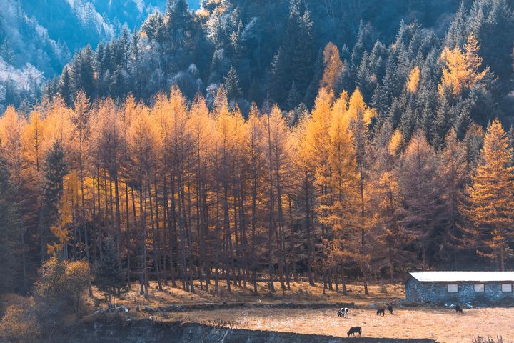 ▲四川米亞羅秋季彩林面積廣達百萬畝。　圖：shutterstock／來源