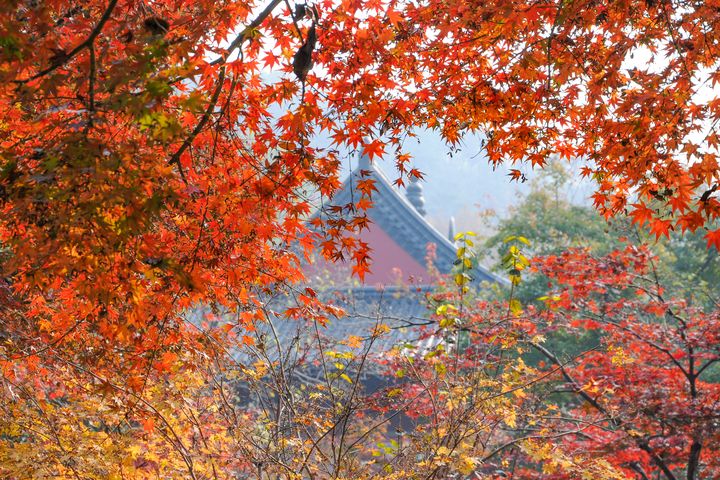南京棲霞山紅葉從金黃、橙紅到深紫，層疊如調色盤般絢麗。　圖：shutterstock／來源