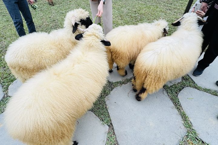 ▲萌萌園位遊客和動物們打造一個安全、愉快、充滿愛的互動環境。　圖：水与松萌萌園／提供