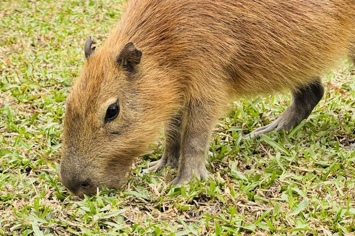 水豚君是半水棲動物，有「最淡定動物」的美譽。　圖：水与松萌萌園／提供